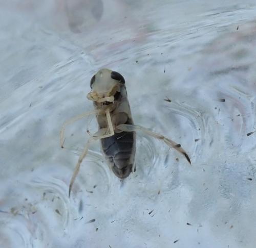 Réf. 266 315 : Sigara lateralis